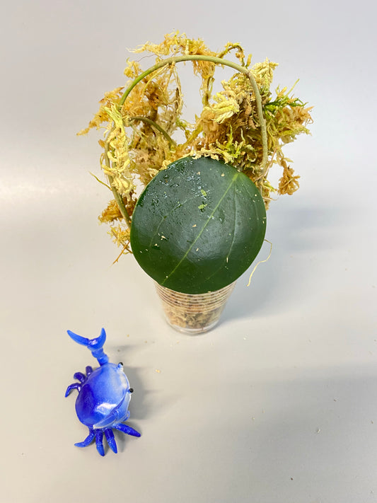 Hoya BP03 - has some roots