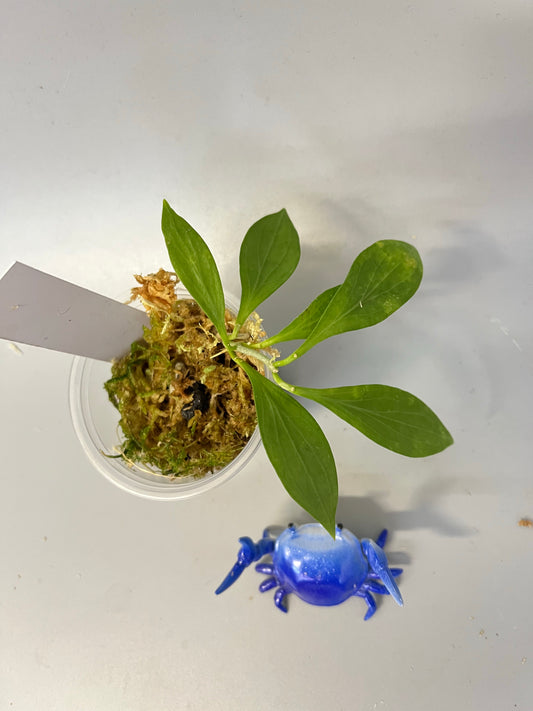 Hoya sp aff Hellwigiana - unrooted