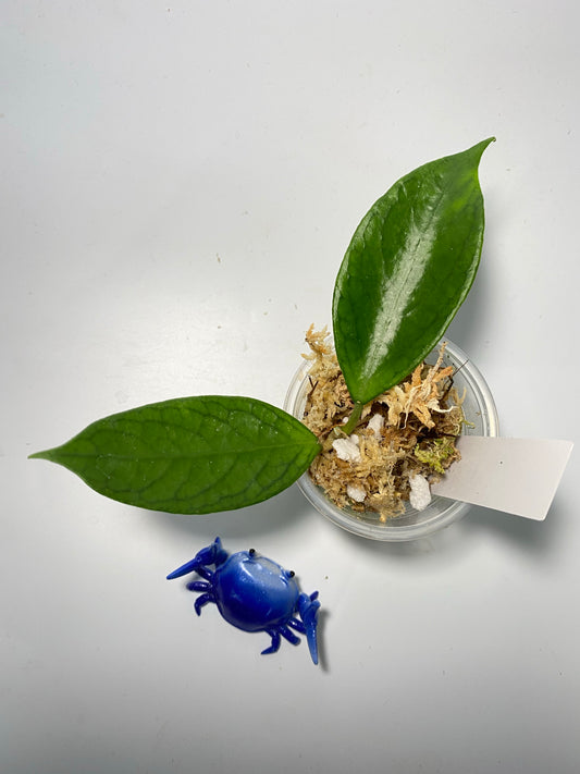 Hoya sp UT-038 Flores island - starting to root