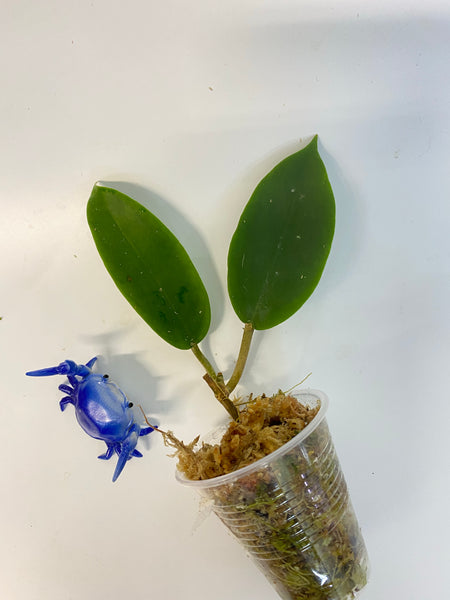 Hoya bicolor - has roots