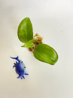 Hoya merrillii long leaf - unrooted