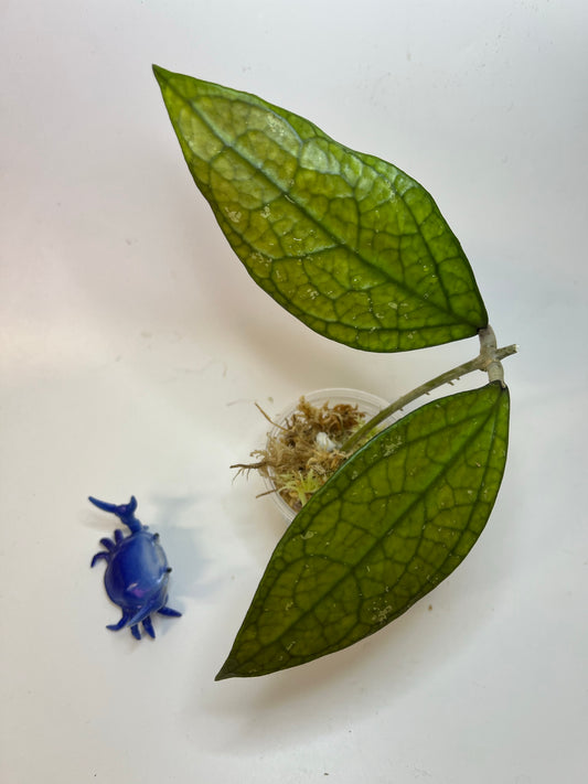 Hoya Germany - Unrooted