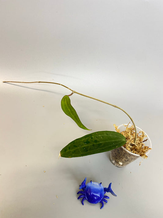 Hoya clandestina - unrooted