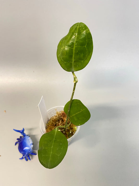 Hoya elliptica round leaf - starting to root