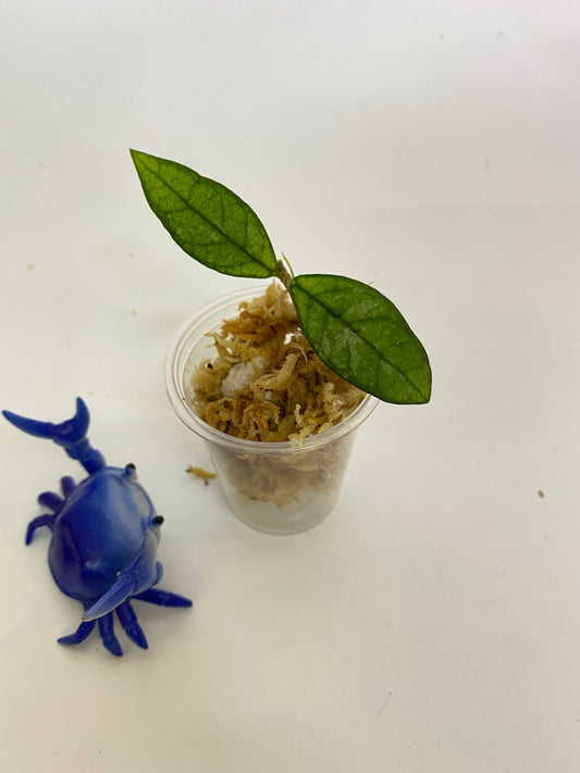 Hoya crassipetiolata splash - starting to root