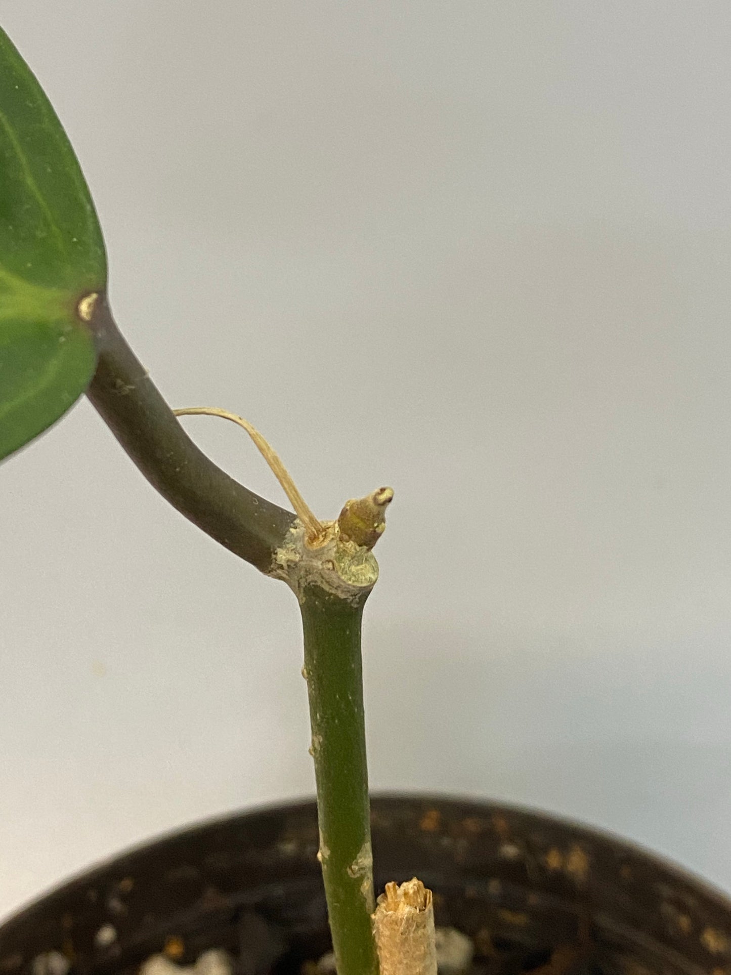 Hoya Latifolia - large leaf hoya - rooted