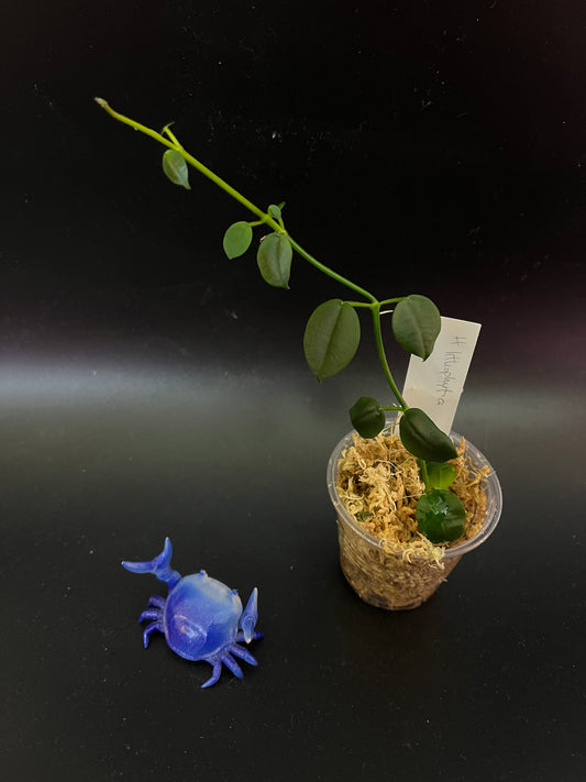 Hoya Lithophytica - Unrooted