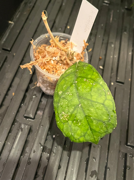 Reserved for Frank - Hoya svetlana - Unrooted