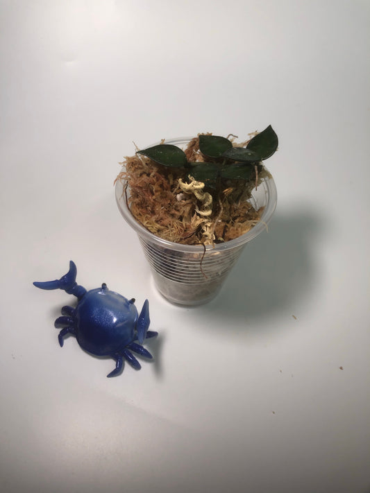 Hoya krohniana black