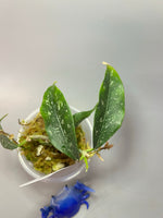 Hoya cystiantha splash - active growth