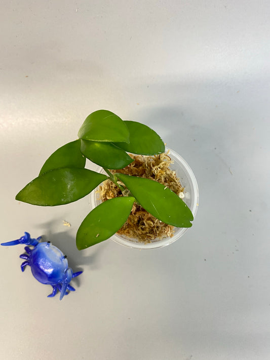 Hoya cv noona - starting to root