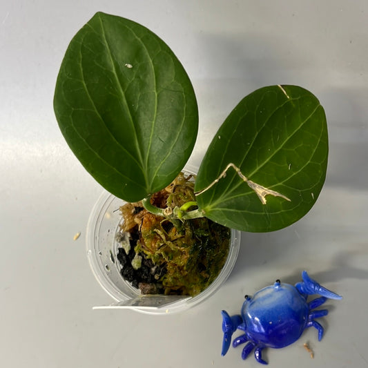 Hoya Hellwigiana - has some roots