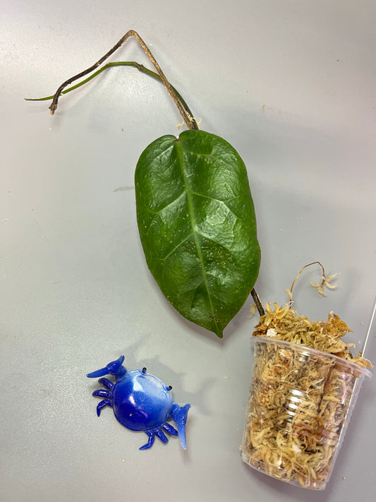 Hoya megalaster - Unrooted