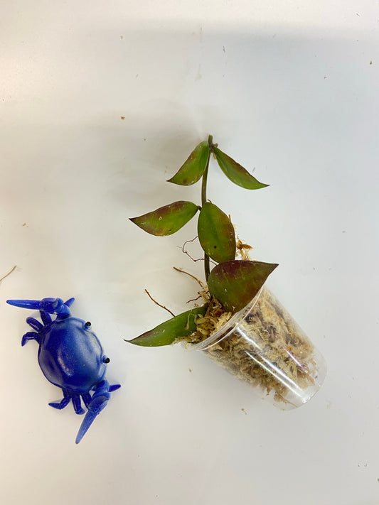 Hoya sipitangensis - unrooted