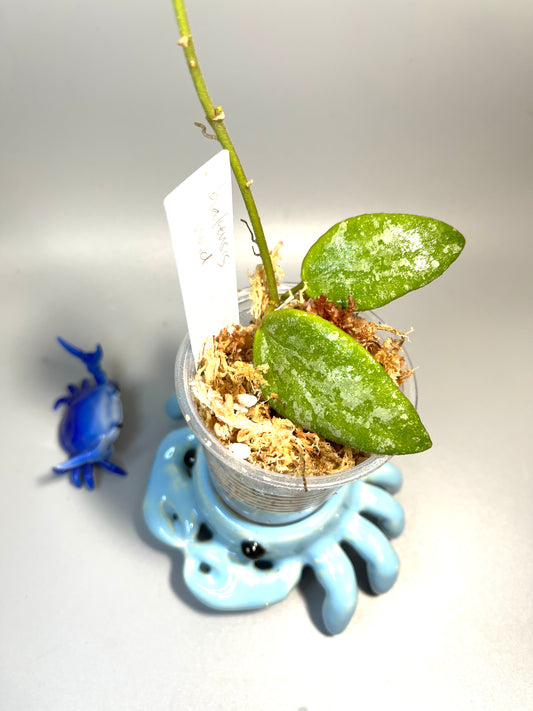 Hoya sp biakensis noid - Unrooted