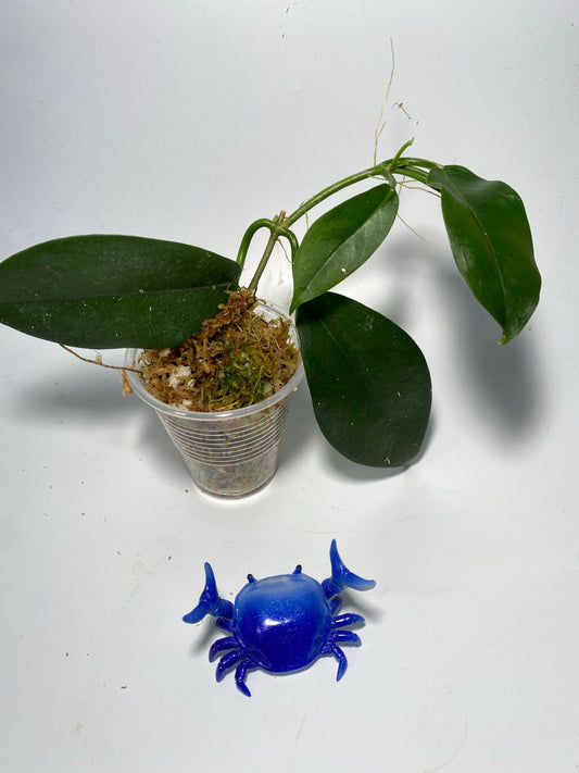 Hoya naumanii (australis x subcalva) active growth