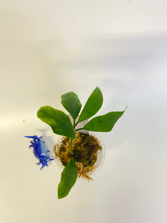 Hoya diptera fiji - active growth