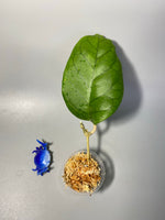 Hoya ah032 - Unrooted