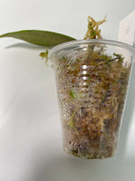 Hoya corneri / SR2012-17 - has some roots