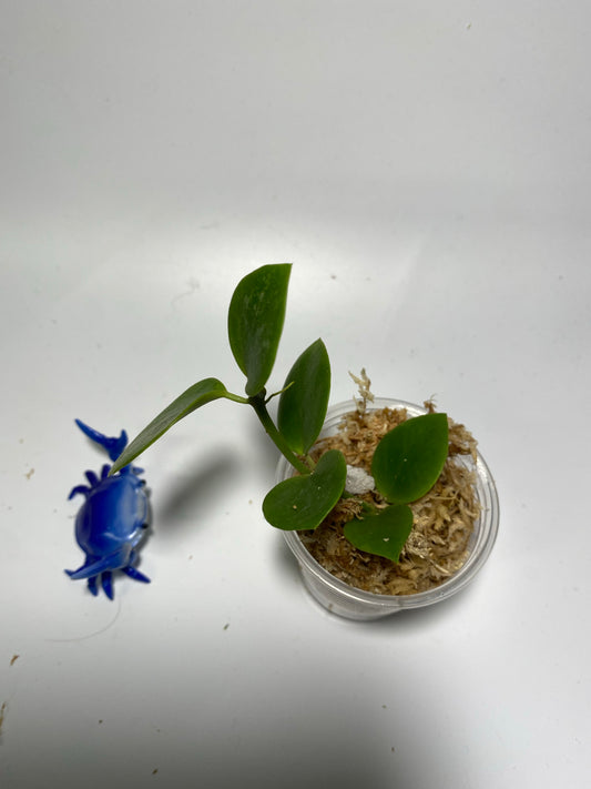 Hoya biakensis with some splash - unrooted