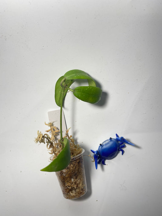 Hoya sp UT011 - has some roots