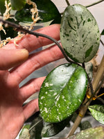 Hoya carnosa Wilbur graves (Russia)- fresh cut 1 node - Unrooted
