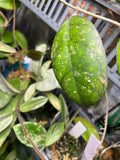 Hoya cv larisa - fresh cutting - 1 node