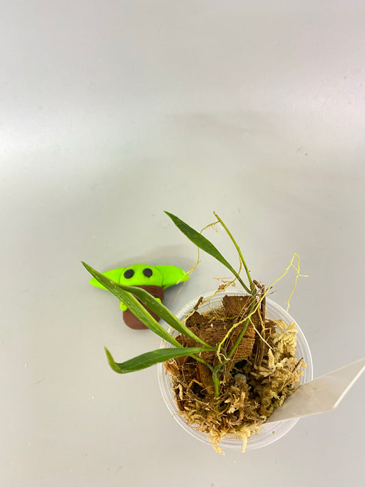 Hoya acicularis - rooted