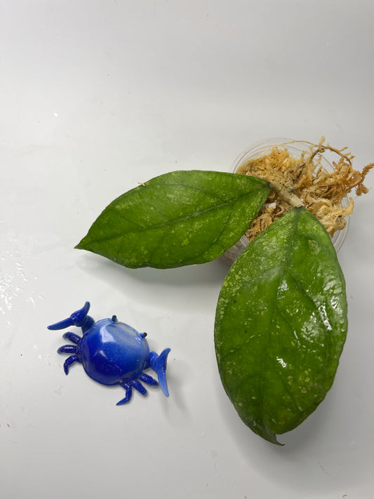 Hoya sp. chicken farm - Unrooted