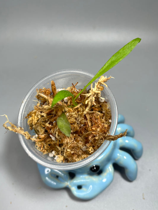 Hoya tsangii (real species) - starting to root