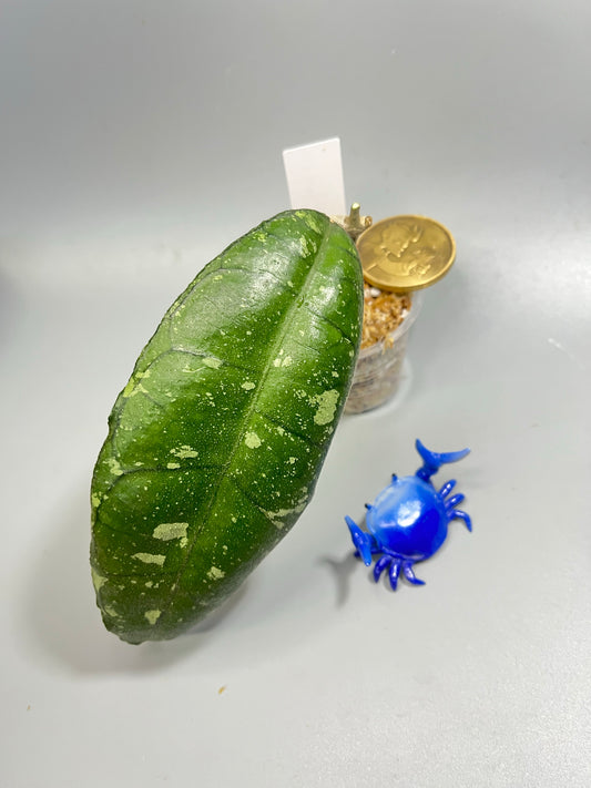 Hoya sp perak Malaysia with splash - Unrooted