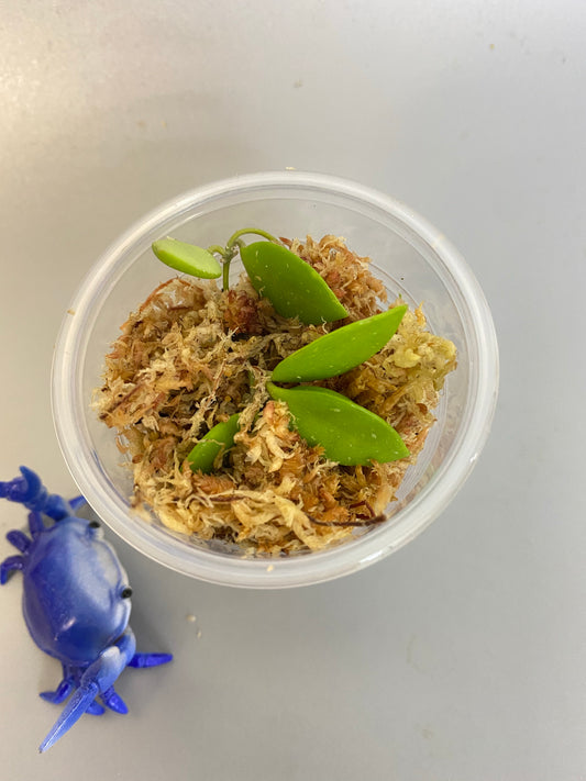 Hoya picta - unrooted