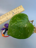 Hoya balaensis - just starting to root