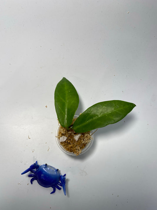 Hoya patella pink - unrooted