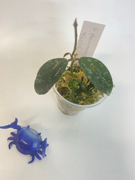 Hoya phuwuaensis - active growth