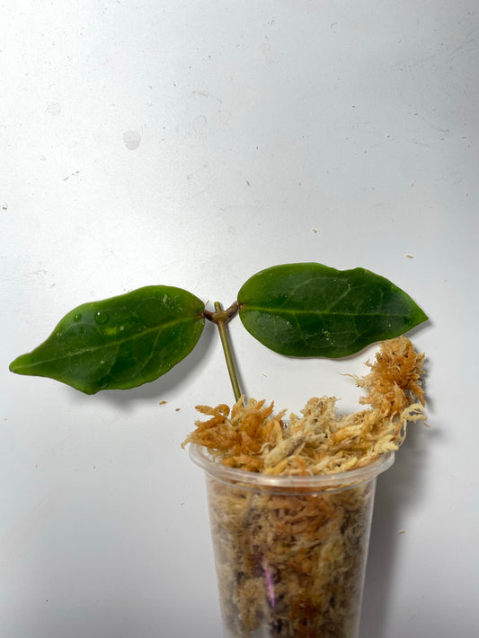 Hoya patricia - Darwinii x Elliptica - Unrooted