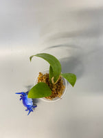Hoya bhutanica - unrooted