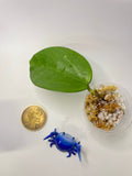 Hoya sp da lat round leaf - Unrooted