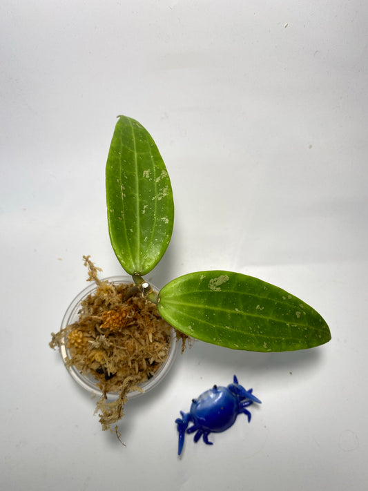 Hoya Malaysia splash - unrooted