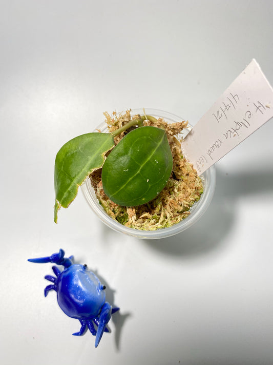 Hoya elliptica round leaf - starting to root