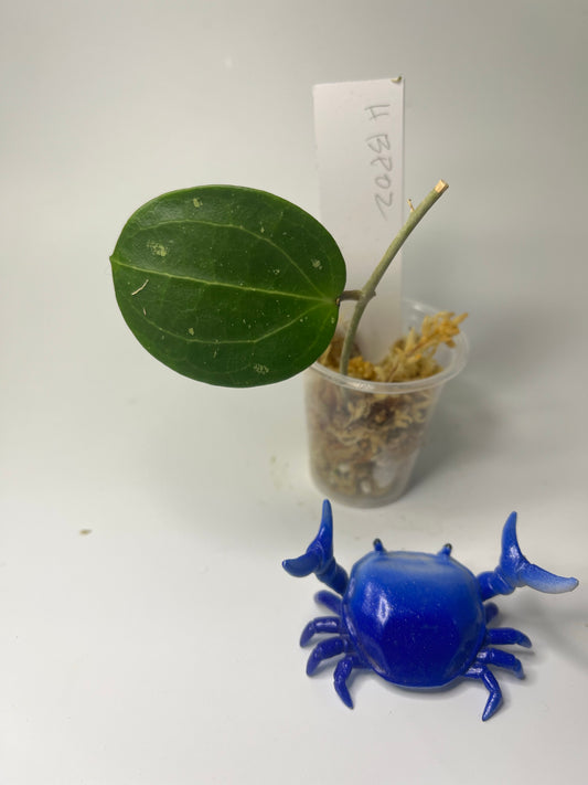 Free addon - Hoya BP02 - Unrooted