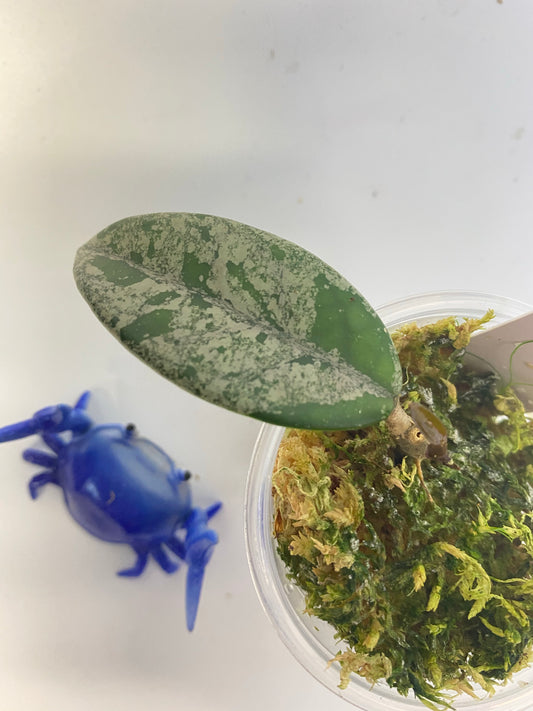 Hoya carnosa Wilbur graves - active growth