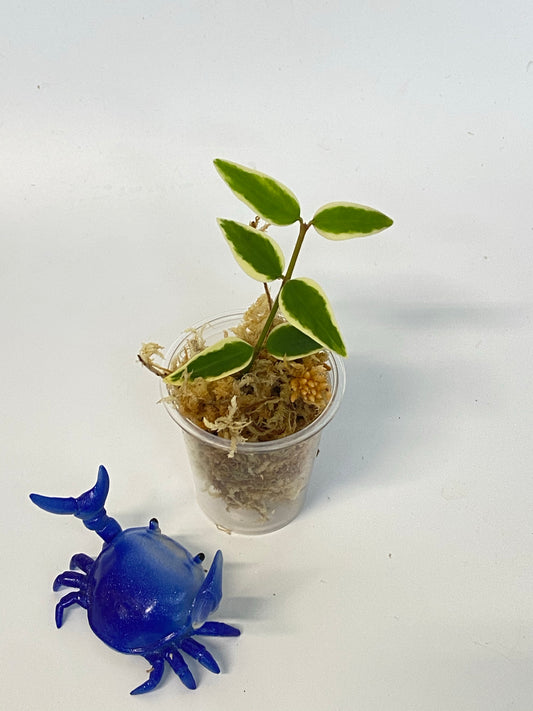 Hoya Bella outer variegation. (Albomarginata) - unrooted