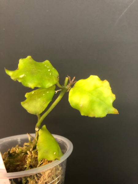 Hoya endauensis - with active growth