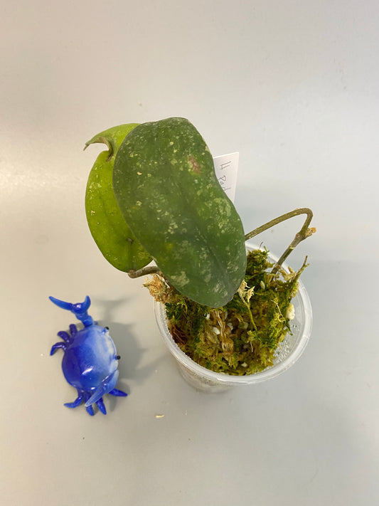 Hoya padangensis / uncinata- starting to root