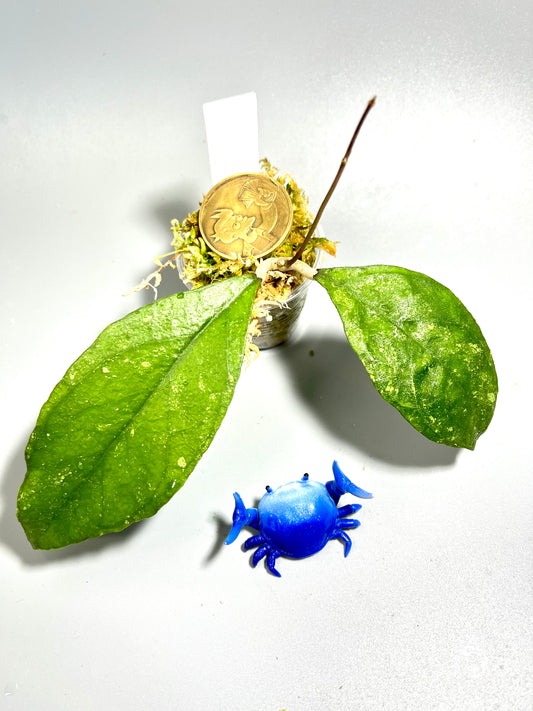 Hoya sp. chicken farm - starting to vine