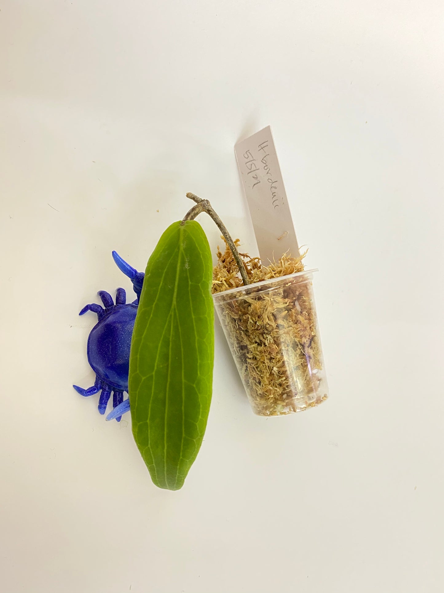 Hoya bordenii - starting to root