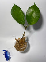 Hoya megalaster - unrooted