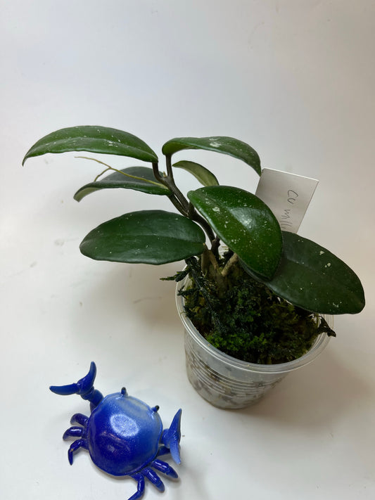 Hoya cv millie - has roots