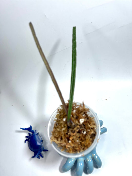 Hoya Insularis - has some roots